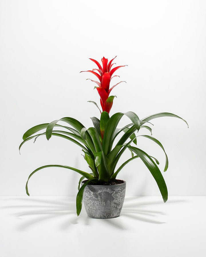 Assorted Bromeliad Plant Kit
