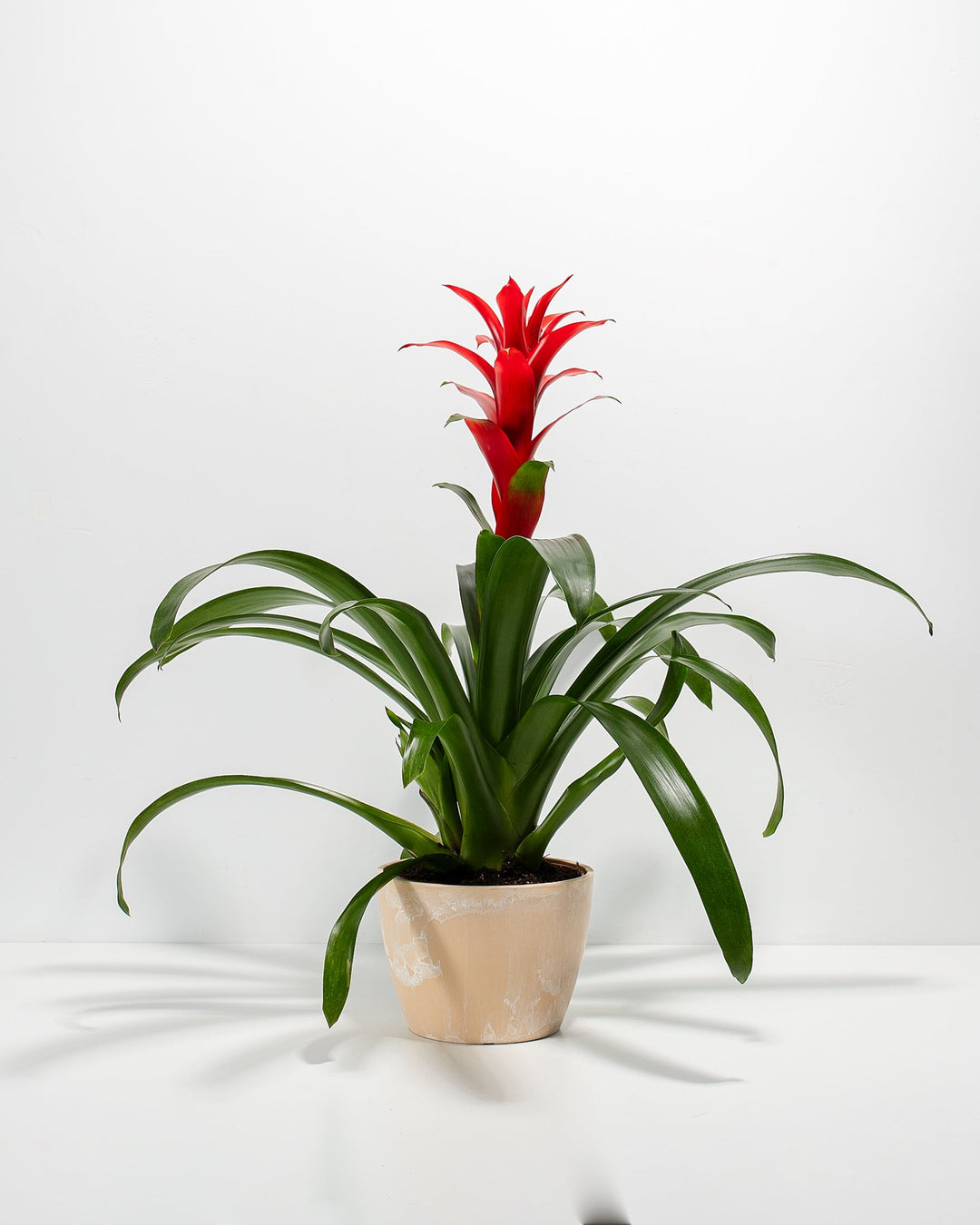 Assorted Bromeliad Plant Kit