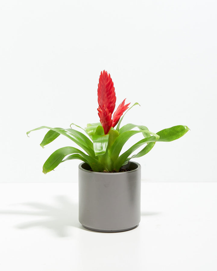 Assorted Bromeliad Plant Kit