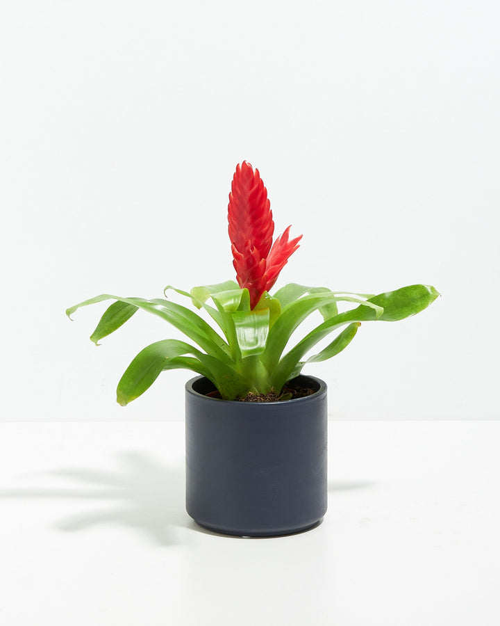 Assorted Bromeliad Plant Kit