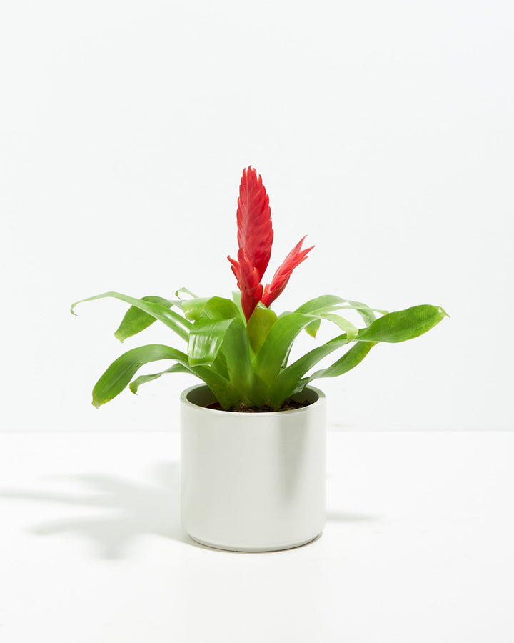 Assorted Bromeliad Plant Kit