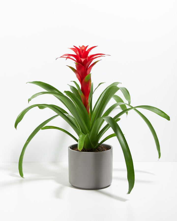Assorted Bromeliad Plant Kit