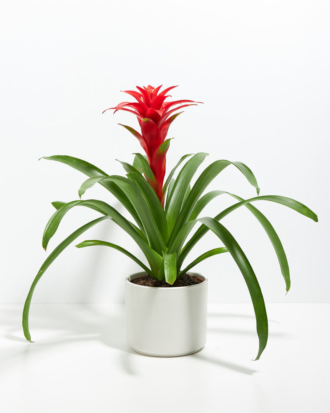 Assorted Bromeliad Plant Kit