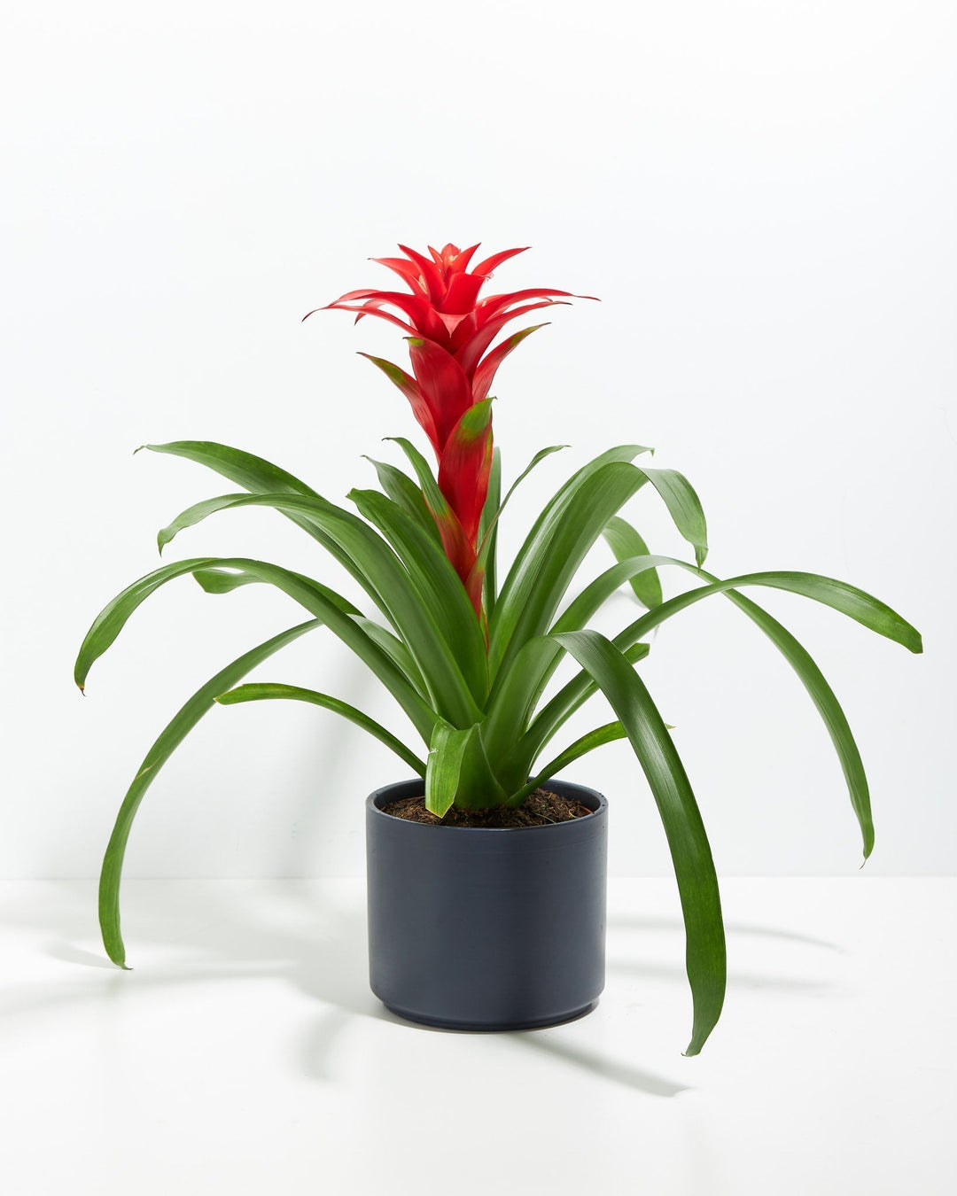Assorted Bromeliad Plant Kit