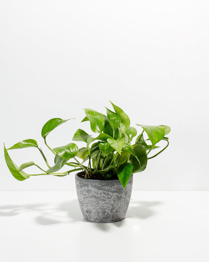 Golden Pothos Plant Kit