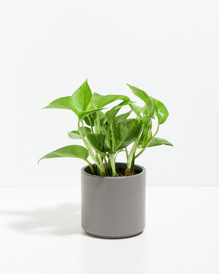 Golden Pothos Plant Kit