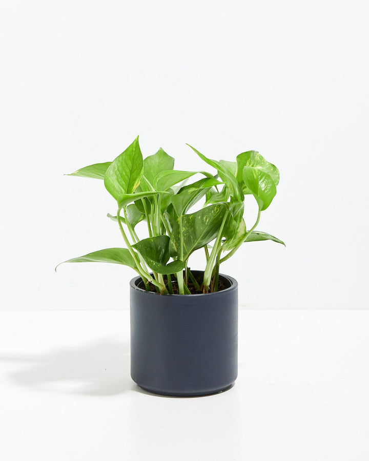 Golden Pothos Plant Kit
