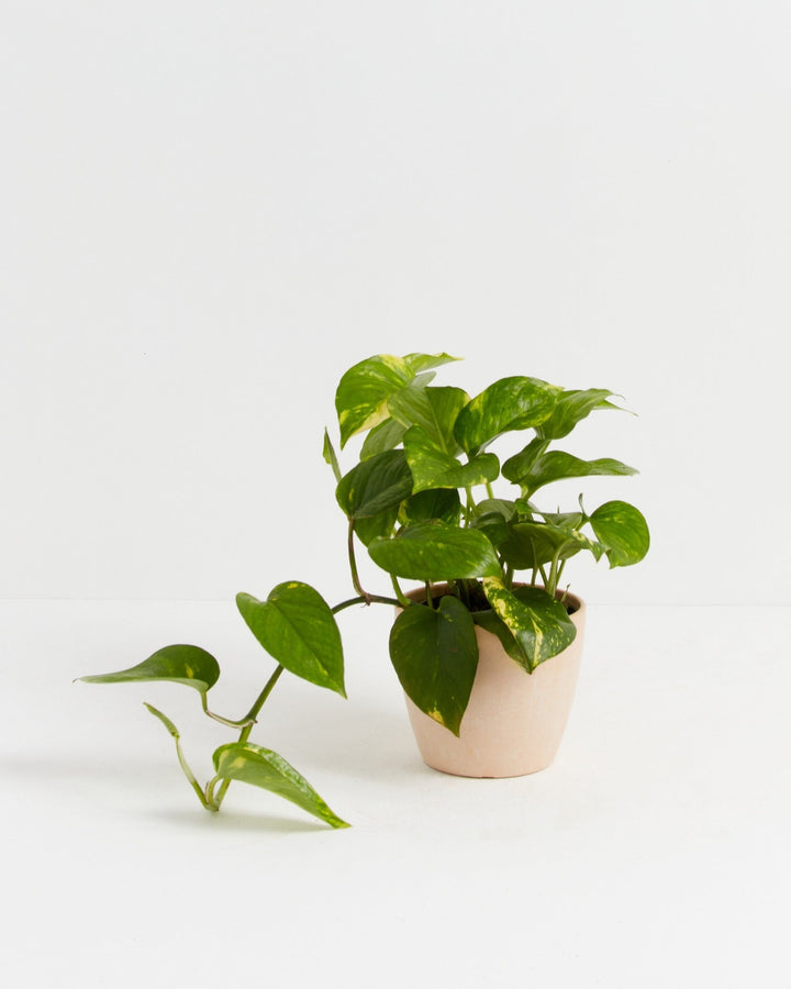 Golden Pothos Plant Kit