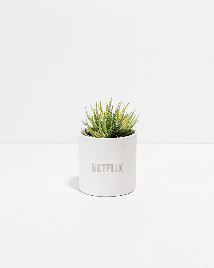Zebra Succulent Plant Kit