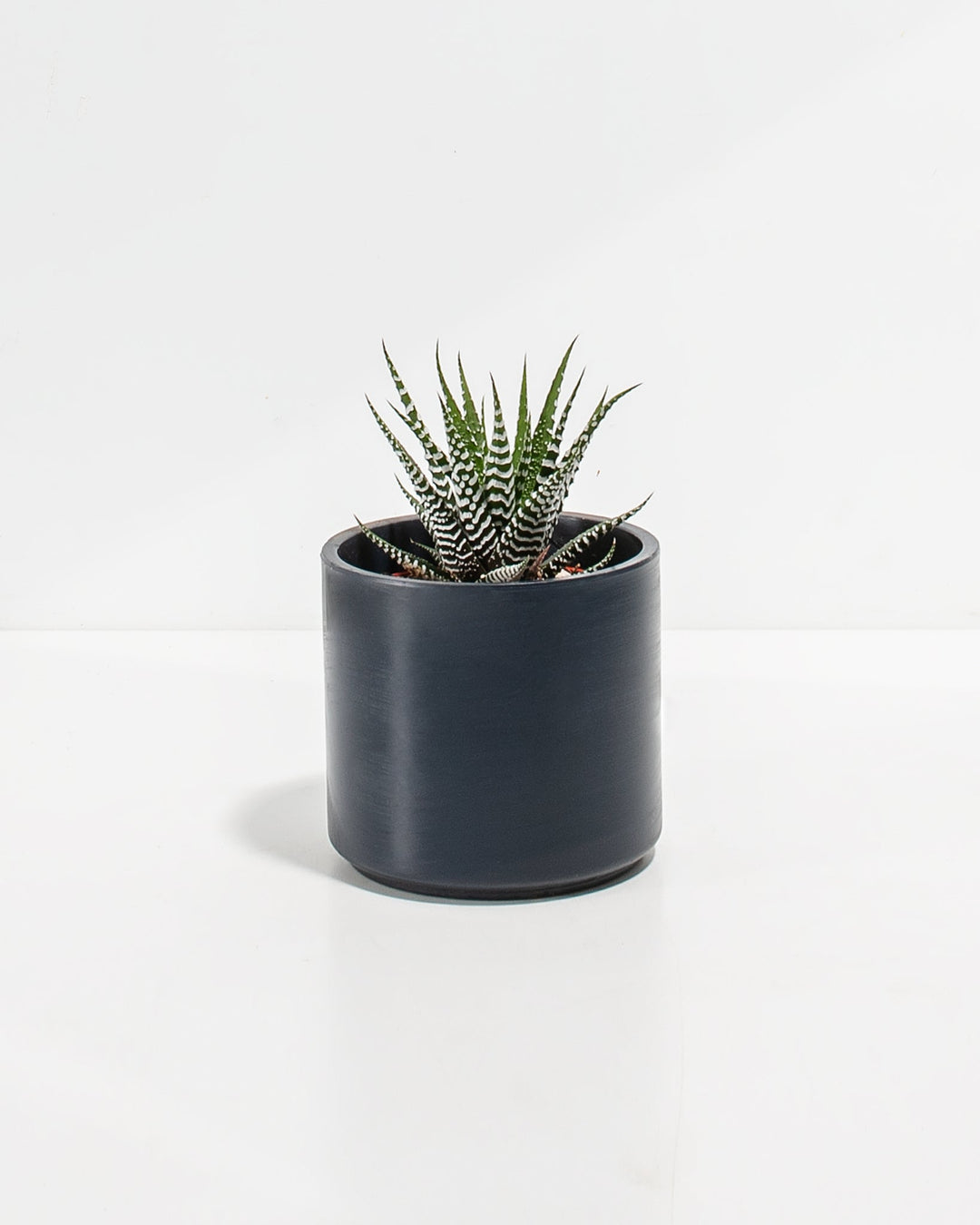 Zebra Succulent Plant Kit