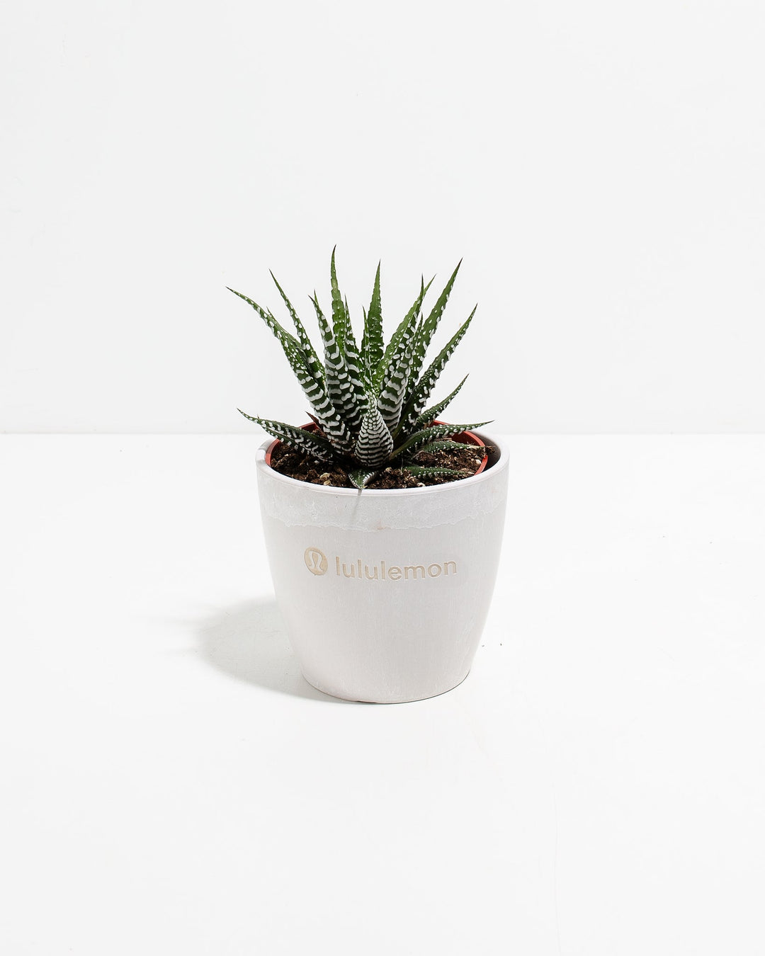 Zebra Succulent Plant Kit
