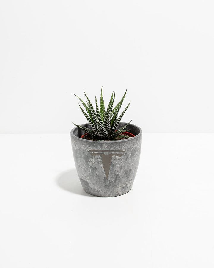 Zebra Succulent Plant Kit