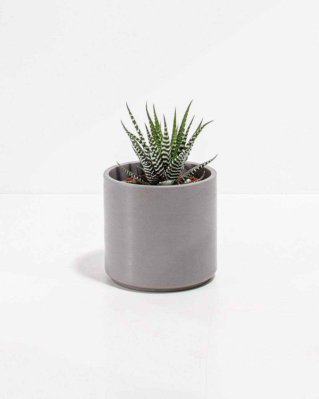 Zebra Succulent Plant Kit