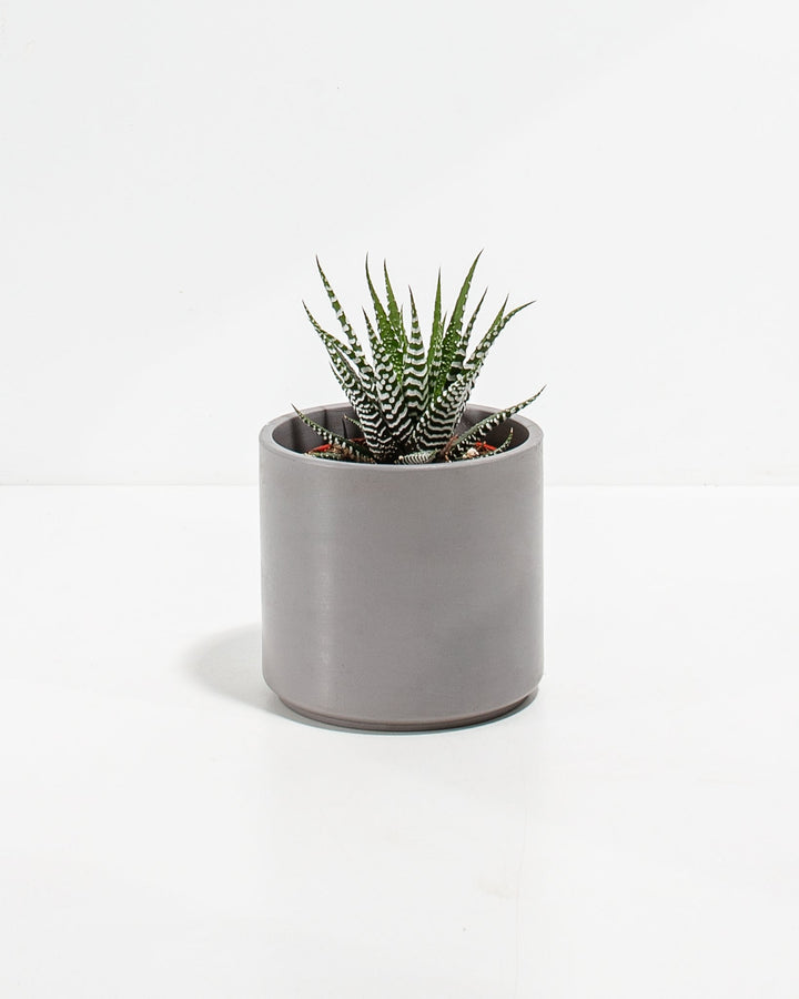 Zebra Succulent Plant Kit