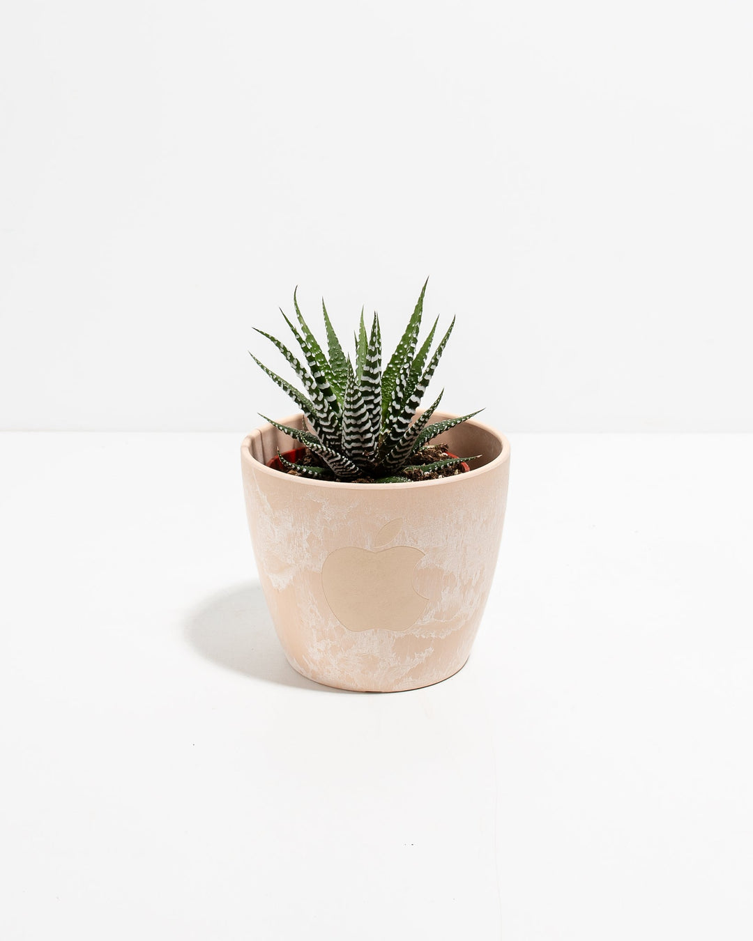 Zebra Succulent Plant Kit