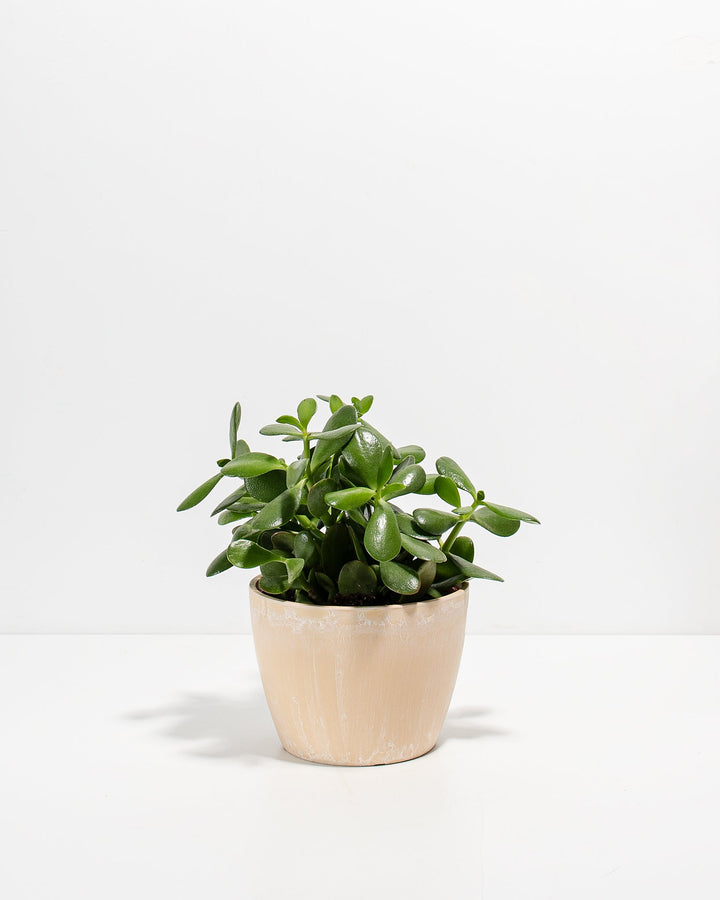 Jade Succulent Plant Kit