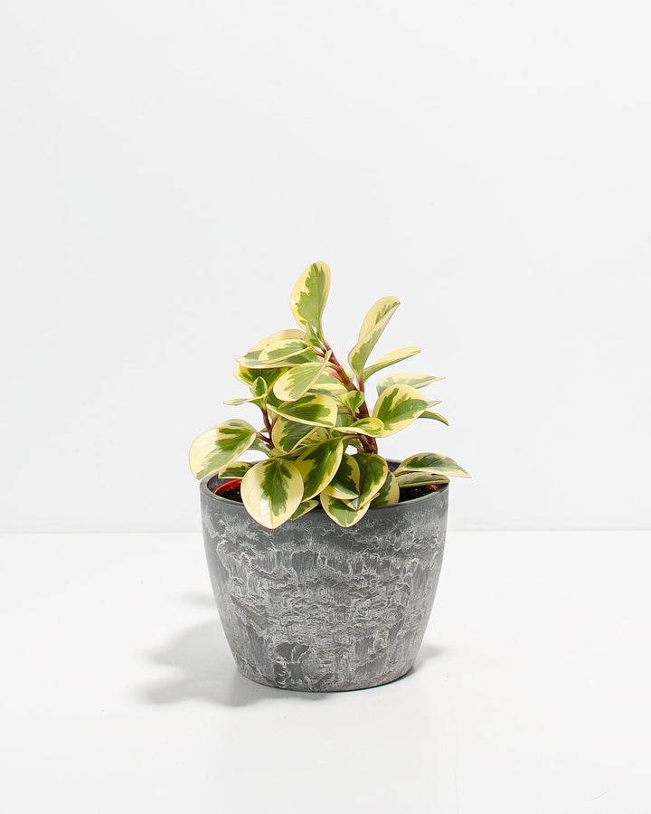 Peperomia Variegated Baby Rubber Plant Kit