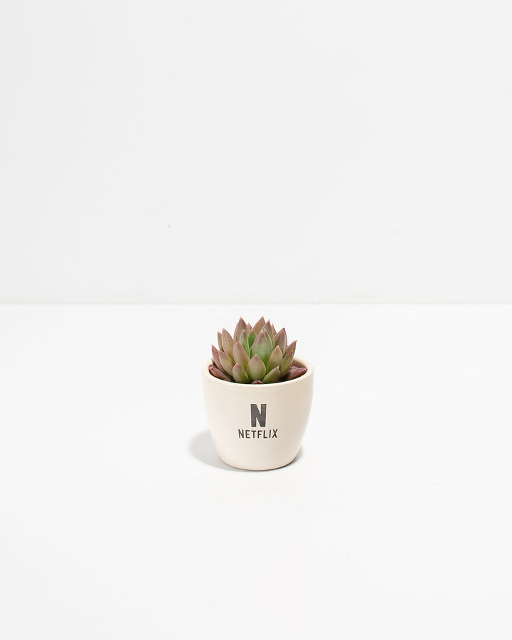Petite Succulent Plant Kit