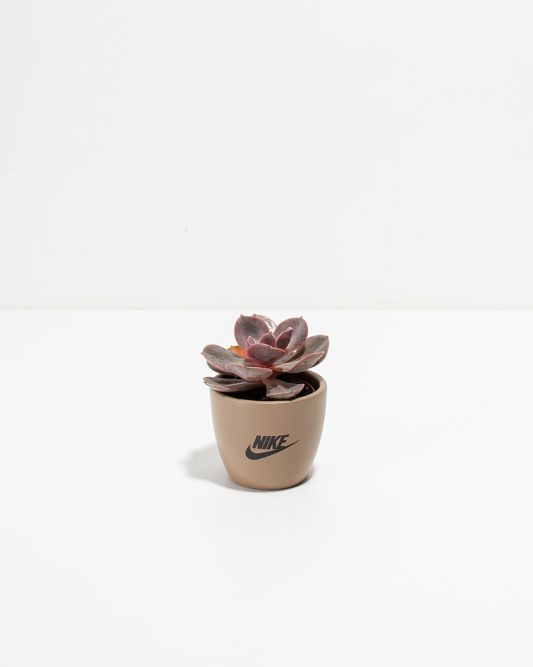 Petite Succulent Plant Kit