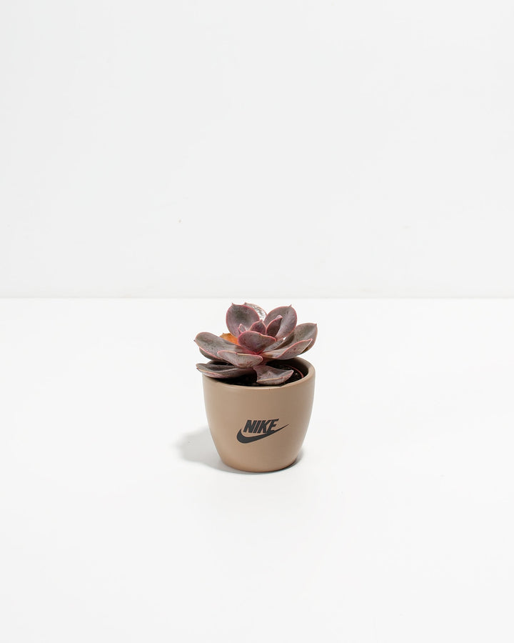 Petite Succulent Plant Kit
