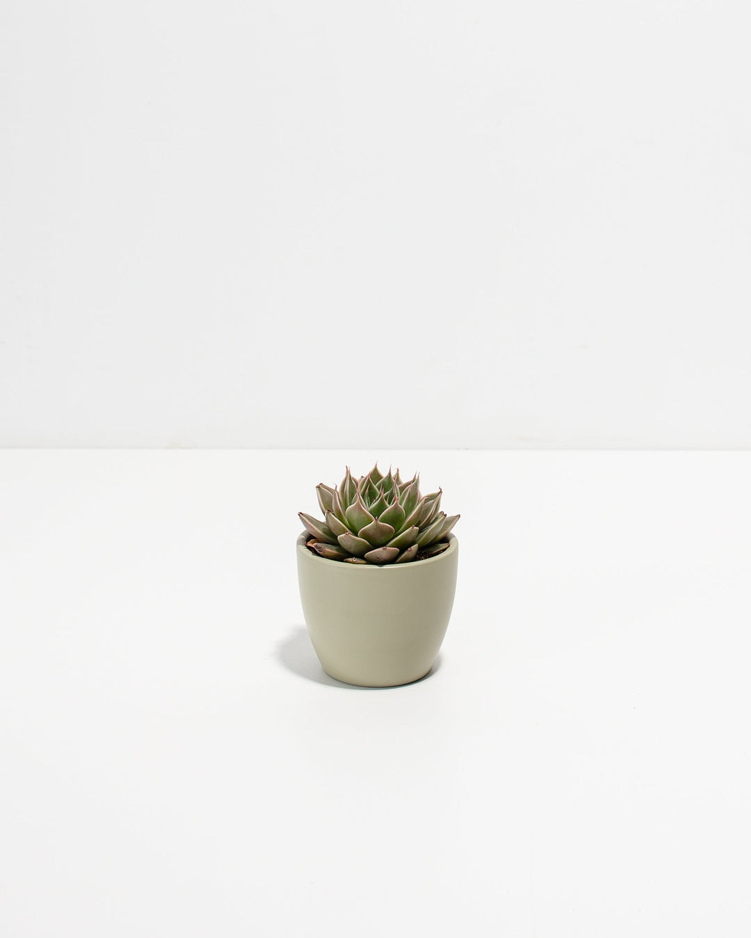 Petite Succulent Plant Kit