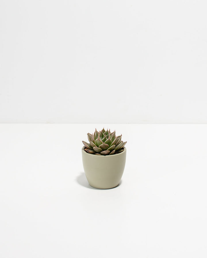 Petite Succulent Plant Kit