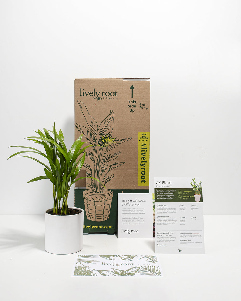 Areca Palm Plant Kit