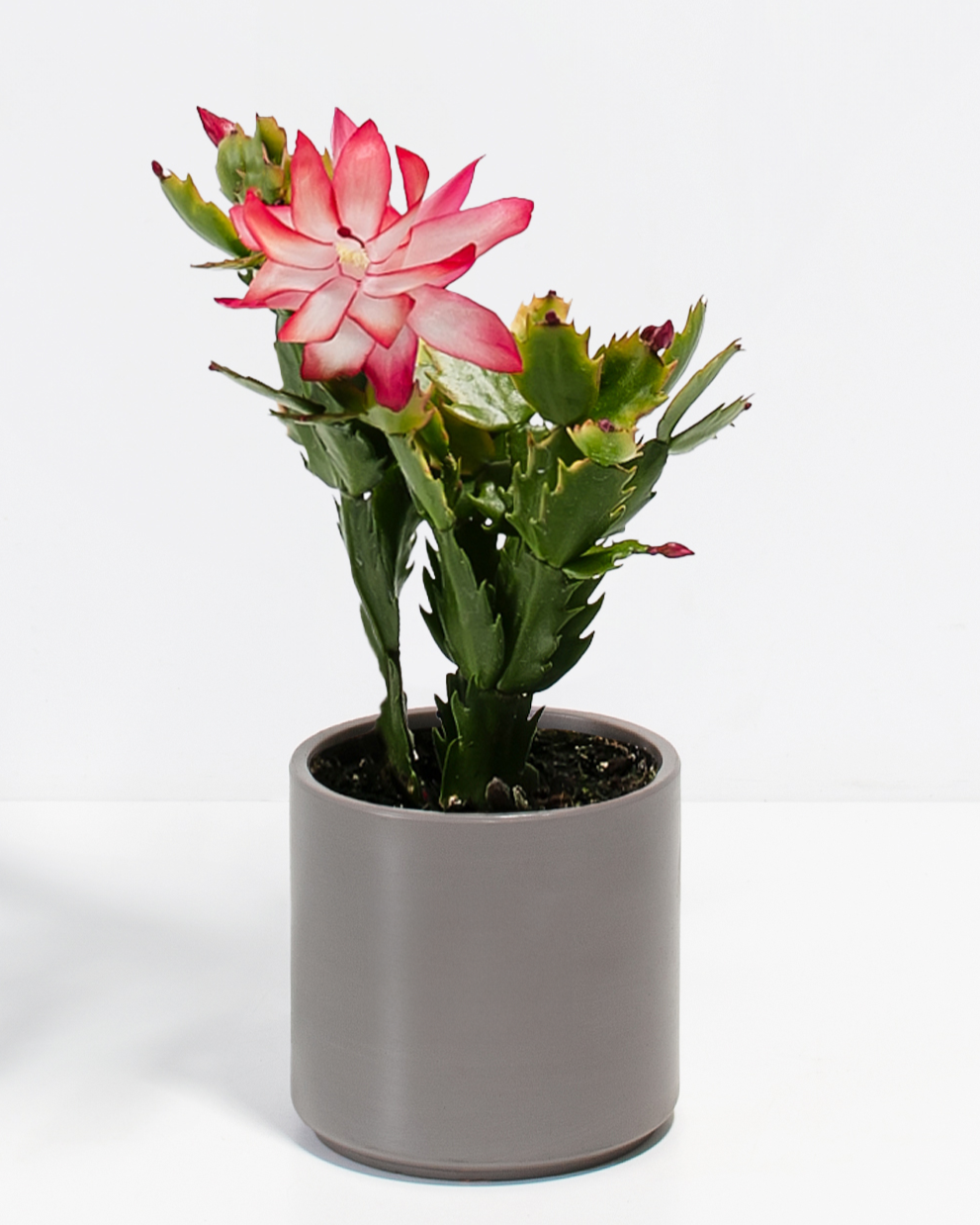 Christmas Cactus Plant Kit