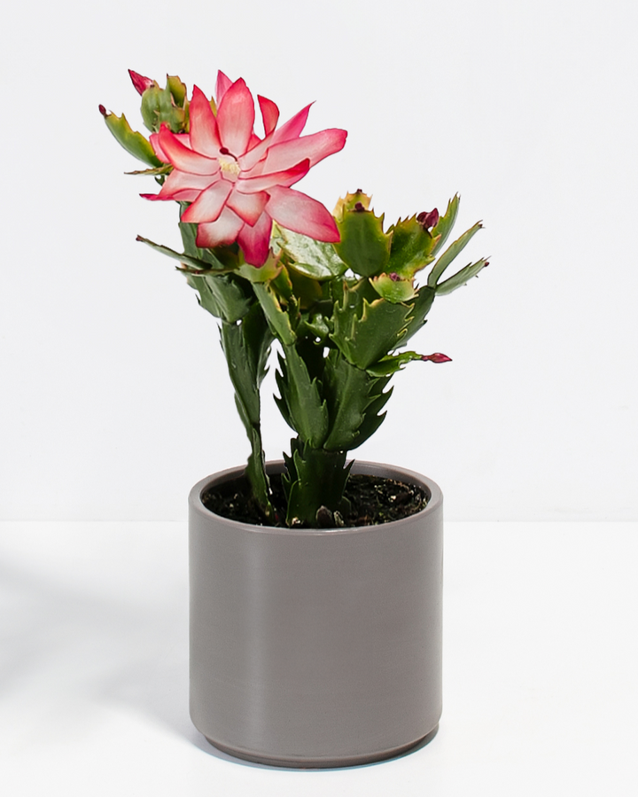 Christmas Cactus Plant Kit