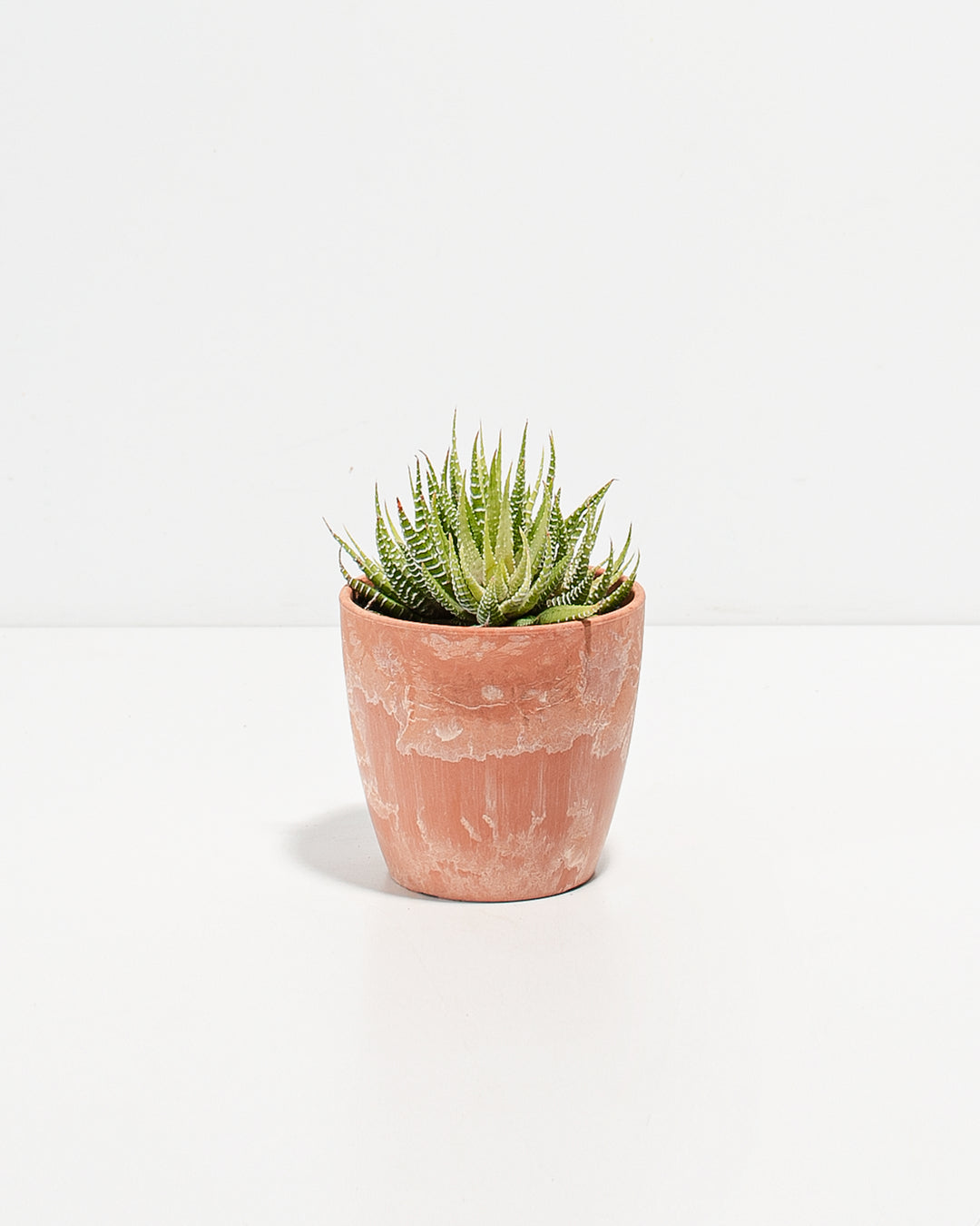 Zebra Succulent Plant Kit