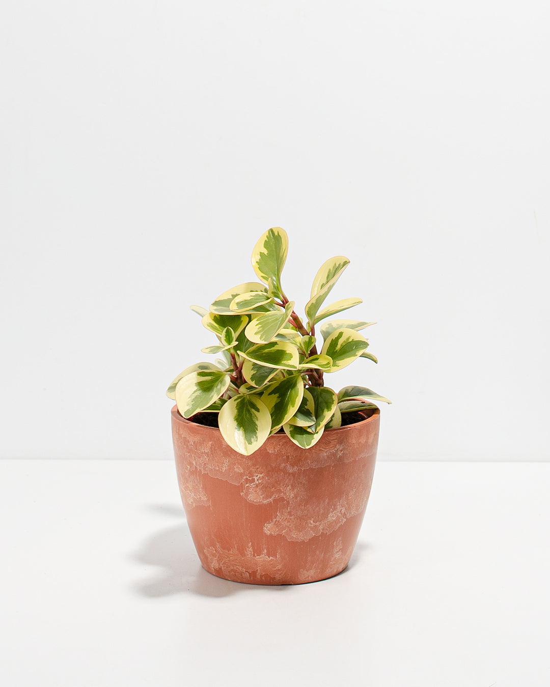 Peperomia Variegated Baby Rubber Plant Kit