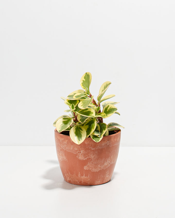 Peperomia Variegated Baby Rubber Plant Kit