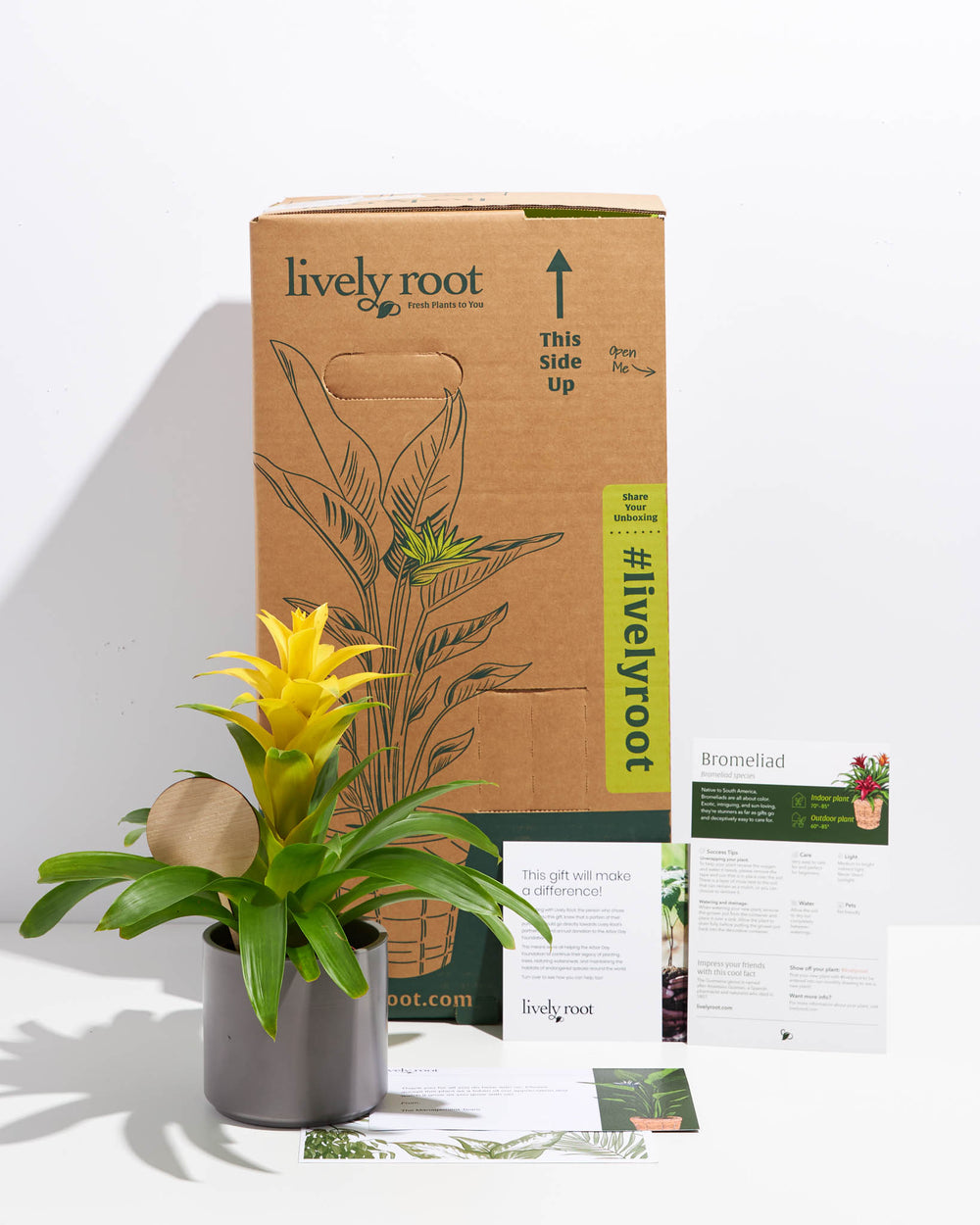 Assorted Bromeliad Plant Kit