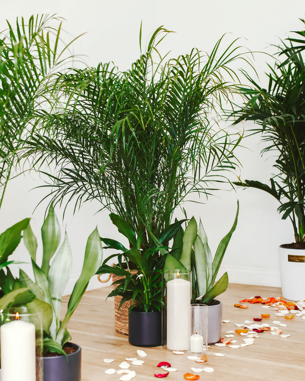 Altar Bundle