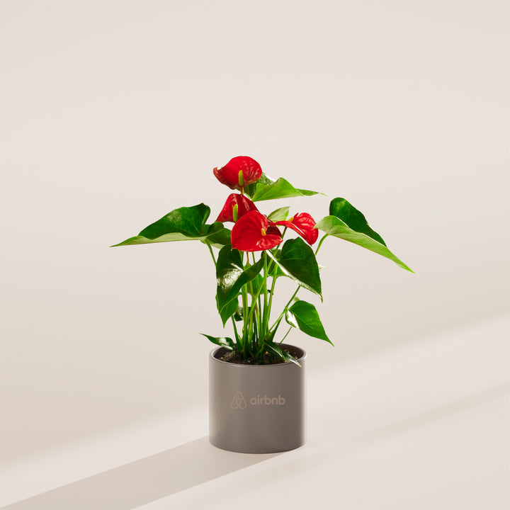 Flamingo Flower Plant Kit