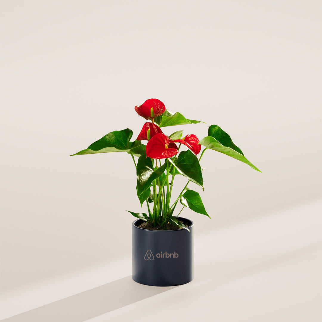Flamingo Flower Plant Kit