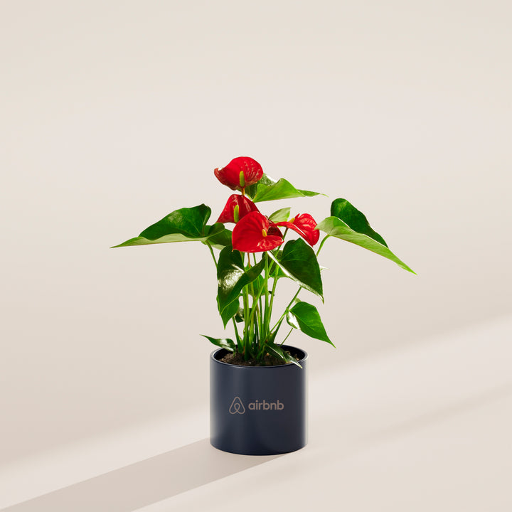 Flamingo Flower Plant Kit