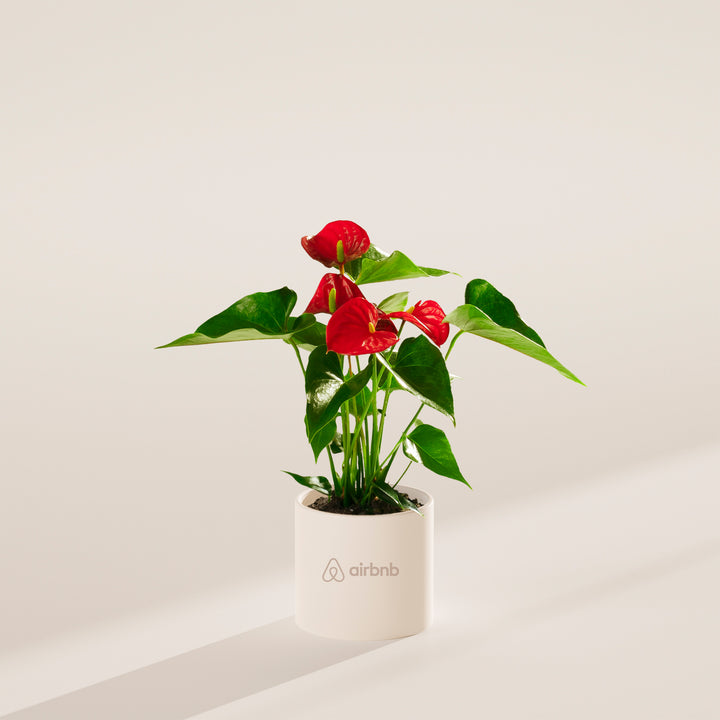 Flamingo Flower Plant Kit