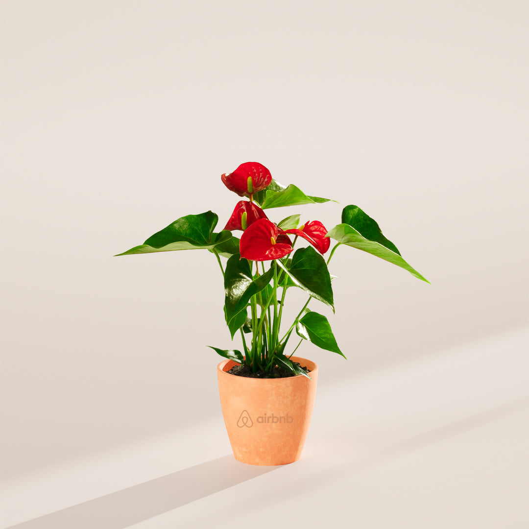 Flamingo Flower Plant Kit