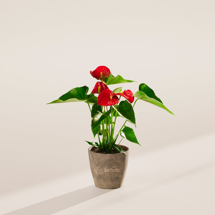Flamingo Flower Plant Kit