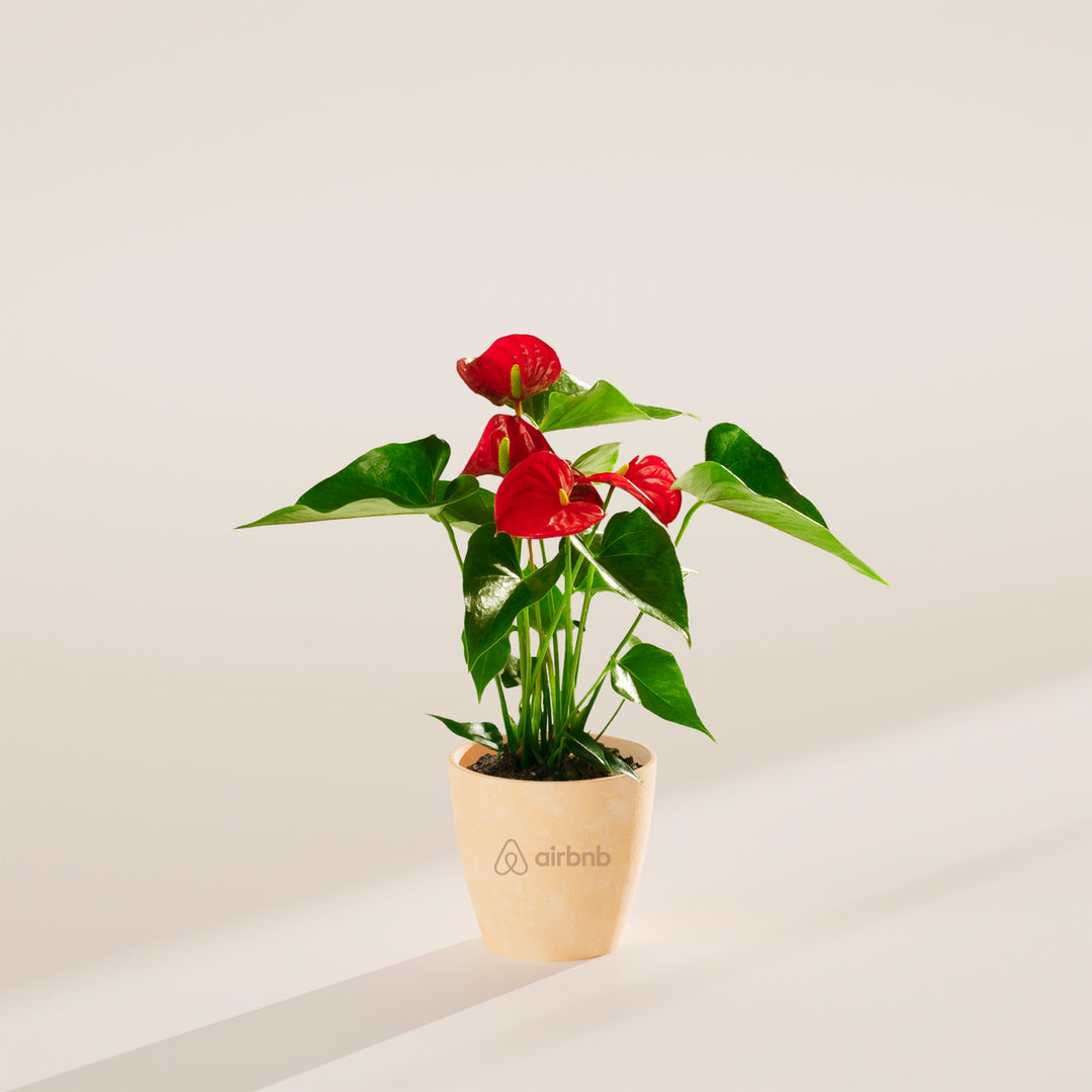 Flamingo Flower Plant Kit