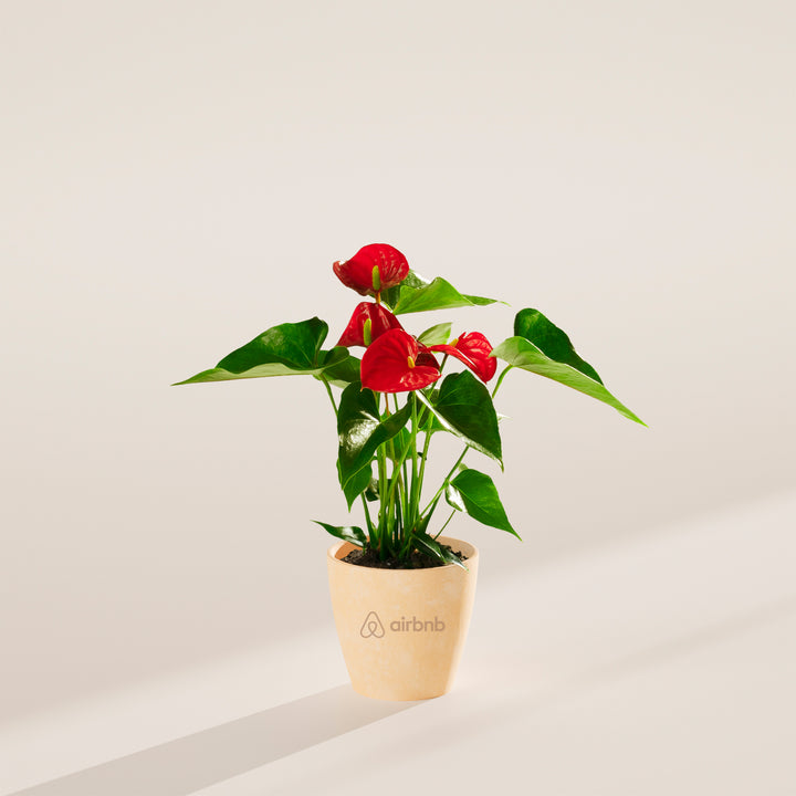 Flamingo Flower Plant Kit