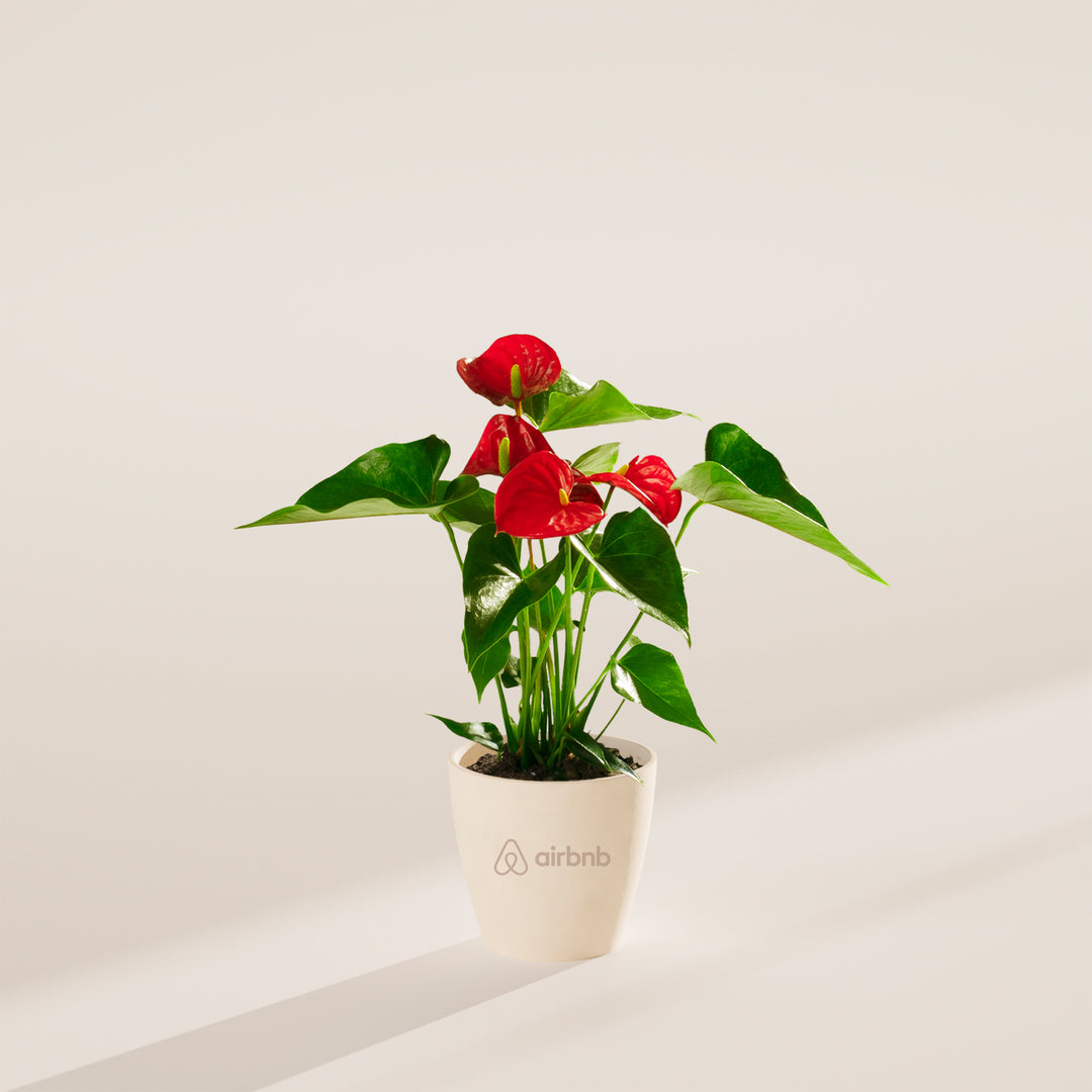 Flamingo Flower Plant Kit