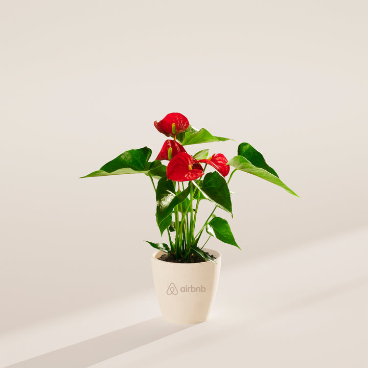 Flamingo Flower Plant Kit