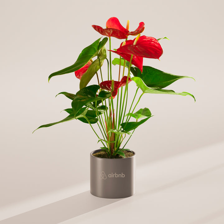 Flamingo Flower Plant Kit