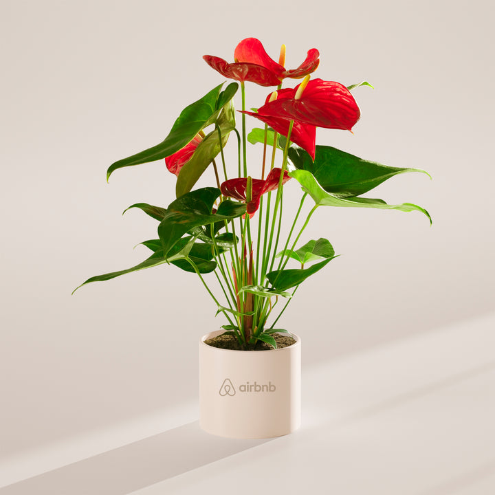 Flamingo Flower Plant Kit