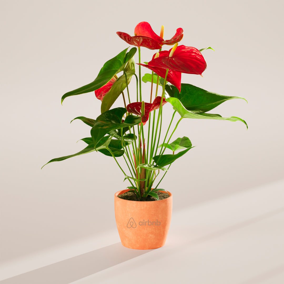 Flamingo Flower Plant Kit