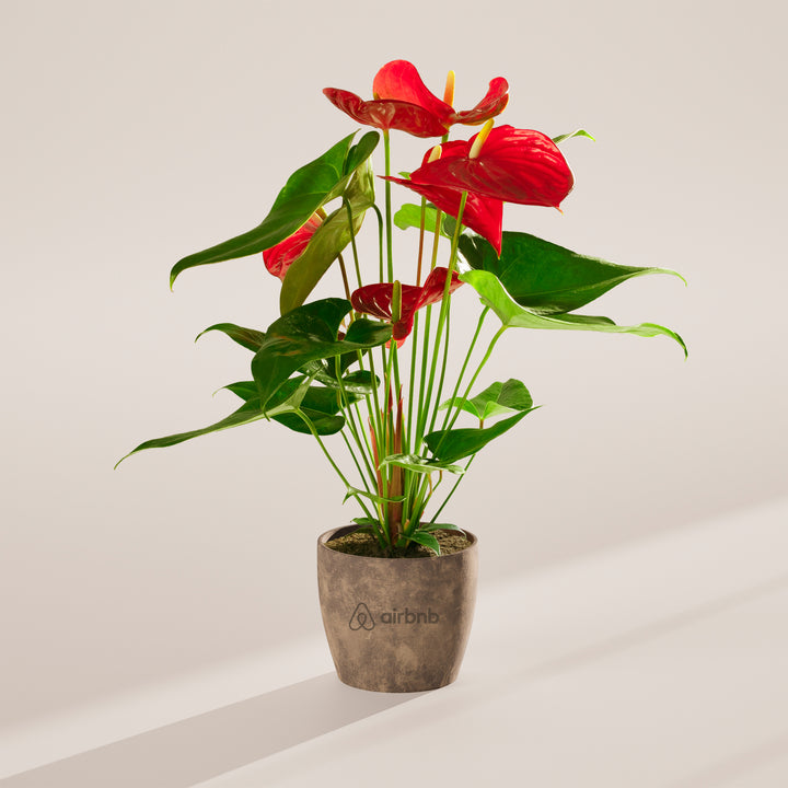 Flamingo Flower Plant Kit