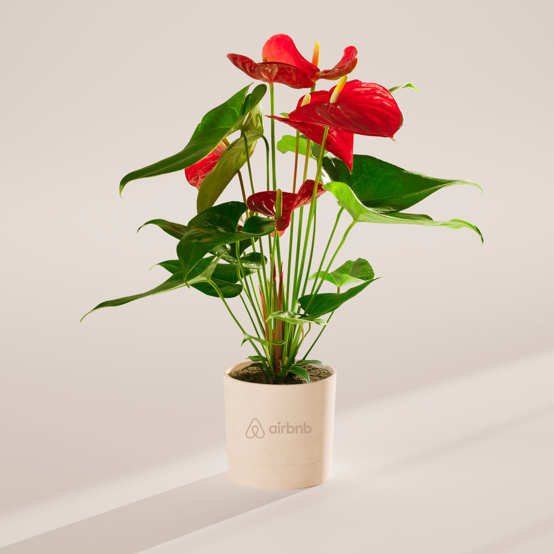 Flamingo Flower Plant Kit