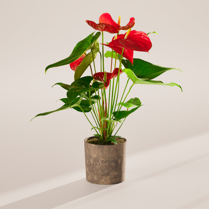 Flamingo Flower Plant Kit